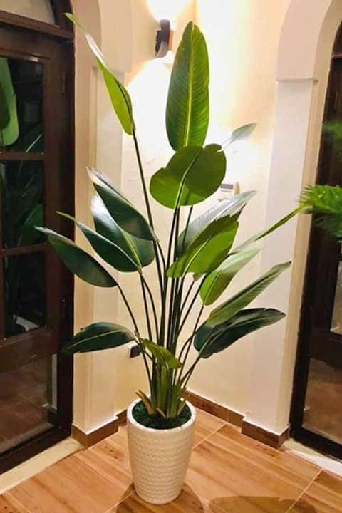 Plants