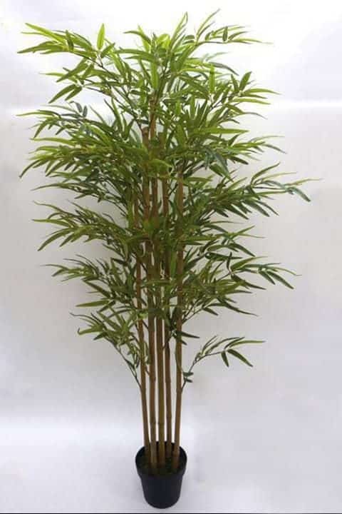 Bamboo